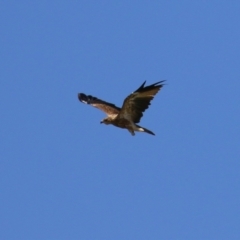 Haliastur sphenurus (Whistling Kite) at Jerrabomberra Wetlands - 6 Mar 2023 by RodDeb
