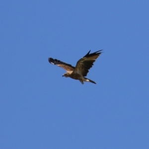 Haliastur sphenurus at Fyshwick, ACT - 6 Mar 2023 12:16 PM