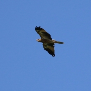 Haliastur sphenurus at Fyshwick, ACT - 6 Mar 2023 12:16 PM