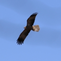 Haliastur sphenurus at Fyshwick, ACT - 6 Mar 2023 12:16 PM