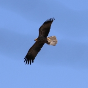 Haliastur sphenurus at Fyshwick, ACT - 6 Mar 2023