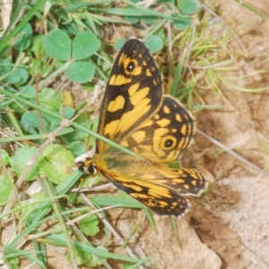 Oreixenica lathoniella at Tinderry, NSW - 4 Mar 2023