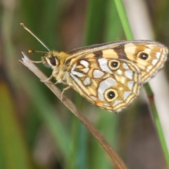 Oreixenica lathoniella at Tinderry, NSW - suppressed