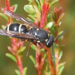 Paralastor sp. (genus) at Tinderry, NSW - 4 Mar 2023