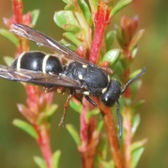 Paralastor sp. (genus) (Potter Wasp) at Tinderry, NSW - 4 Mar 2023 by Harrisi