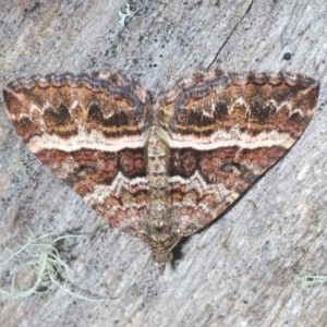 Chrysolarentia vicissata at Tinderry, NSW - 4 Mar 2023