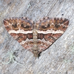 Chrysolarentia vicissata at Tinderry, NSW - 4 Mar 2023