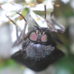 Exeretonevra sp. (genus) at suppressed - suppressed