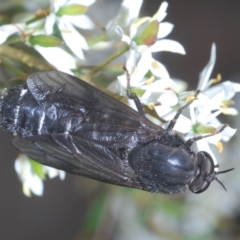 Exeretonevra sp. (genus) at suppressed - 4 Mar 2023