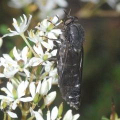 Exeretonevra sp. (genus) at suppressed - suppressed