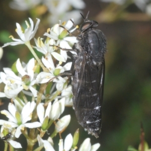 Exeretonevra sp. (genus) at suppressed - 4 Mar 2023