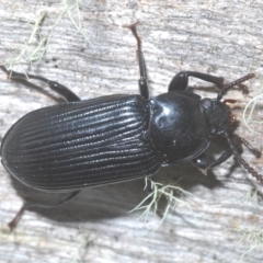 Meneristes australis (Darking beetle) at Tinderry, NSW - 4 Mar 2023 by Harrisi
