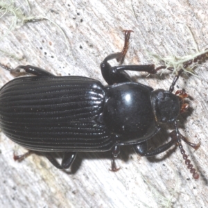 Meneristes australis at Tinderry, NSW - suppressed