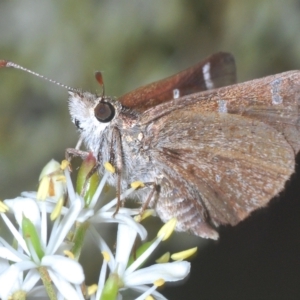 Pasma tasmanica at Tinderry, NSW - 4 Mar 2023