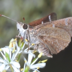 Pasma tasmanica (Two-spotted Grass-skipper) at Tinderry, NSW - 4 Mar 2023 by Harrisi