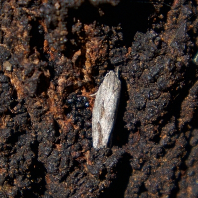 Agriophara platyscia (A Concealer moth) at Higgins Woodland - 6 Mar 2023 by Trevor