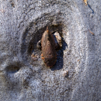 Stenocotis depressa (Leafhopper) at Higgins Woodland - 6 Mar 2023 by Trevor