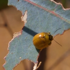 Paropsisterna cloelia (Eucalyptus variegated beetle) at Higgins Woodland - 5 Mar 2023 by MichaelWenke