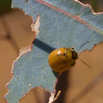 Paropsisterna cloelia (Eucalyptus variegated beetle) at Higgins, ACT - 5 Mar 2023 by MichaelWenke