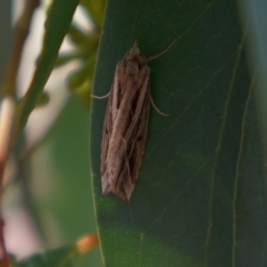 Lophotoma diagrapha (Double-line Snout Moth) at Higgins, ACT - 5 Mar 2023 by Trevor