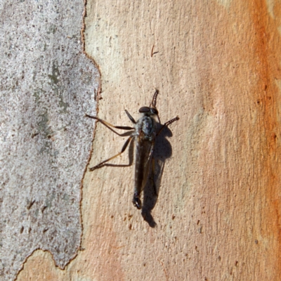 Cerdistus sp. (genus) (Yellow Slender Robber Fly) at Higgins Woodland - 6 Mar 2023 by Trevor