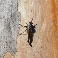 Cerdistus sp. (genus) (Yellow Slender Robber Fly) at Higgins, ACT - 6 Mar 2023 by Trevor