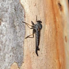 Cerdistus sp. (genus) at Higgins, ACT - 6 Mar 2023 03:41 PM