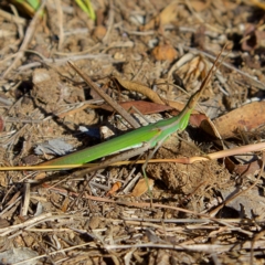 Acrida conica (Giant green slantface) at Higgins, ACT - 6 Mar 2023 by MichaelWenke