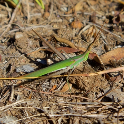 Acrida conica (Giant green slantface) at Higgins Woodland - 6 Mar 2023 by Trevor