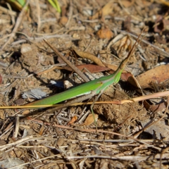 Acrida conica (Giant green slantface) at Higgins, ACT - 6 Mar 2023 by Trevor