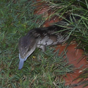 Tiliqua scincoides scincoides at Wellington Point, QLD - 6 Mar 2023