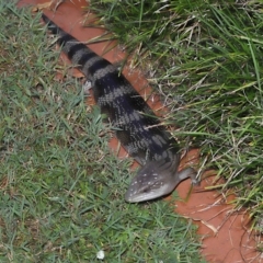 Tiliqua scincoides scincoides at Wellington Point, QLD - suppressed