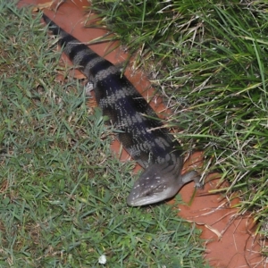 Tiliqua scincoides scincoides at Wellington Point, QLD - 6 Mar 2023