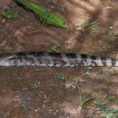 Tiliqua scincoides scincoides at Wellington Point, QLD - 6 Mar 2023