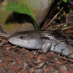 Tiliqua scincoides scincoides at Wellington Point, QLD - suppressed