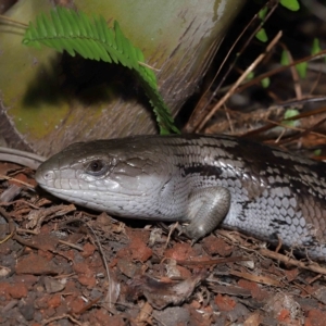 Tiliqua scincoides scincoides at Wellington Point, QLD - 6 Mar 2023