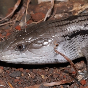 Tiliqua scincoides scincoides at Wellington Point, QLD - 6 Mar 2023