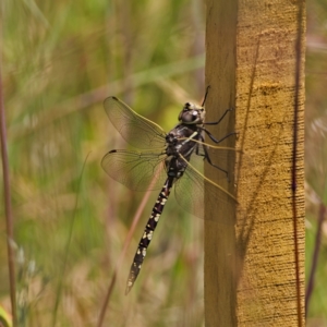 Adversaeschna brevistyla at Higgins, ACT - 19 Nov 2022