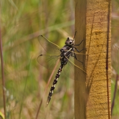 Adversaeschna brevistyla (Blue-spotted Hawker) at Higgins, ACT - 19 Nov 2022 by Trevor