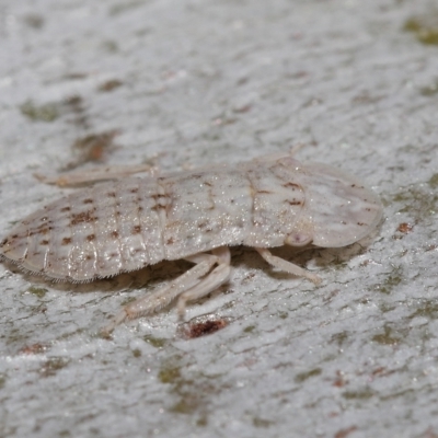 Unidentified Leafhopper or planthopper (Hemiptera, several families) at Thorneside, QLD - 22 Feb 2023 by TimL