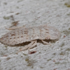 Unidentified Leafhopper & planthopper (Hemiptera, several families) (TBC) at Thorneside, QLD - 22 Feb 2023 by TimL