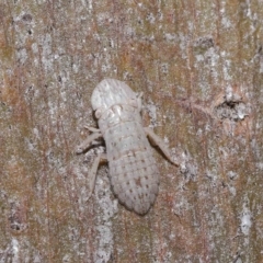 Ledromorpha planirostris at Thorneside, QLD - 22 Feb 2023 11:35 AM