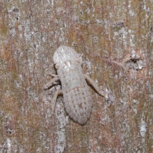 Ledromorpha planirostris at Thorneside, QLD - 22 Feb 2023 11:35 AM