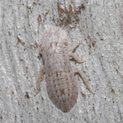 Ledromorpha planirostris at Thorneside, QLD - 22 Feb 2023 11:35 AM