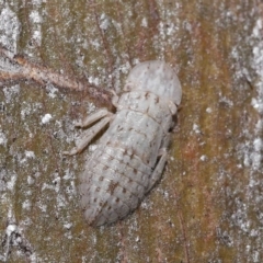 Ledromorpha planirostris at Thorneside, QLD - 22 Feb 2023 11:35 AM