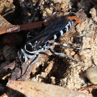Turneromyia sp. (genus) (Zebra spider wasp) at Albury - 4 Mar 2023 by KylieWaldon