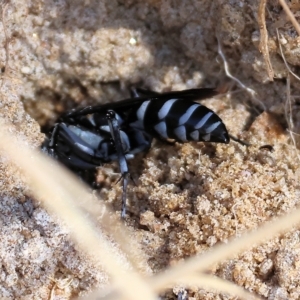 Turneromyia sp. (genus) at Albury, NSW - 5 Mar 2023