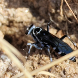 Turneromyia sp. (genus) at Albury, NSW - 5 Mar 2023