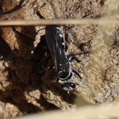 Turneromyia sp. (genus) at Albury, NSW - 5 Mar 2023 10:47 AM