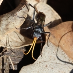 Unidentified Spider wasp (Pompilidae) at Albury, NSW - 4 Mar 2023 by KylieWaldon